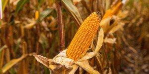 Kukurydza BOTS – obfitość kiszonki, wysoki plon ziarna