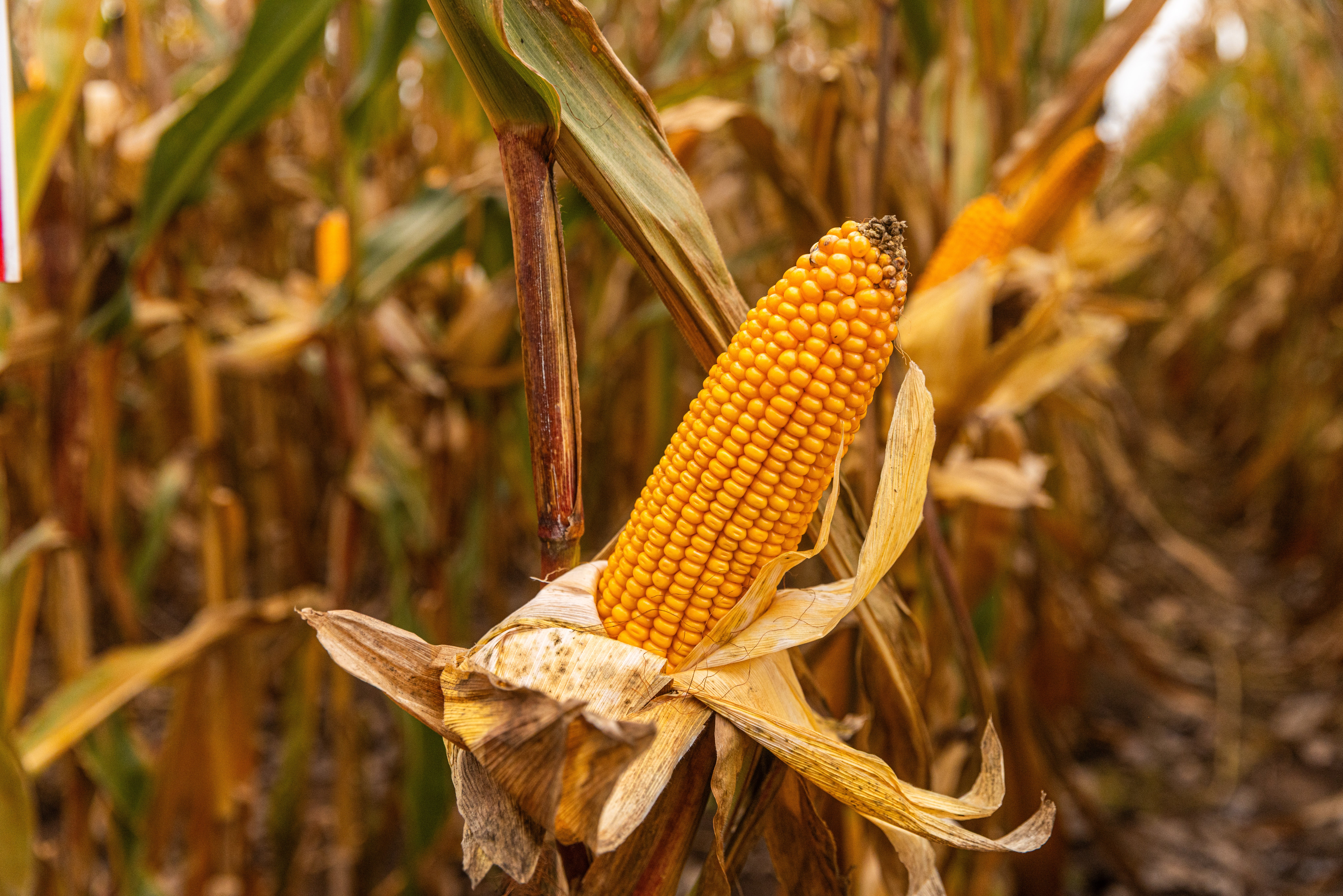 Kukurydza BOTS – obfitość kiszonki, wysoki plon ziarna