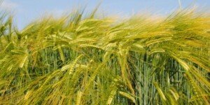 RAGT poszerza portfolio o odmiany jęczmienia browarnego