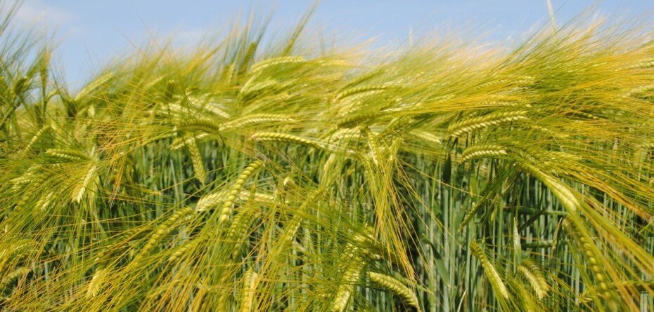 RAGT poszerza portfolio o odmiany jęczmienia browarnego