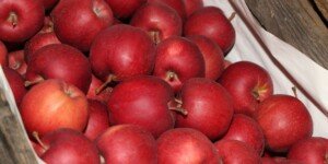 Ceny jabłek deserowych w hurcie na koniec listopada: rozstrzał coraz większy