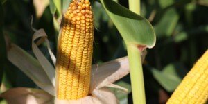 Nowe odmiany kukurydzy 2025 – przegląd odmian o różnym FAO