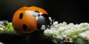 Biologiczne środki ochrony roślin. Czy UE przyspieszy rejestrację?