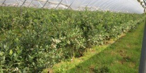 Ogrodnicy ostrzegają: nowa umowa UE–Maroko uderzy w europejskie owoce i warzywa