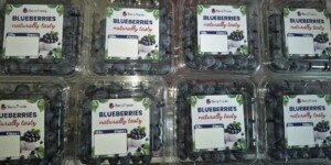 Czy produkcja borówki amerykańskiej jest zagrożona?