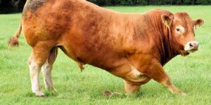 Dopłata do buhaja 2025 – wnioski tylko do końca listopada