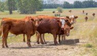 Aktualne ceny bydła wołowego — jakie są stawki w skupach?