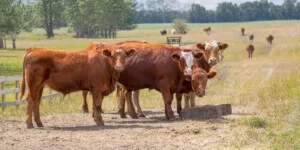 Aktualne ceny bydła wołowego 2025