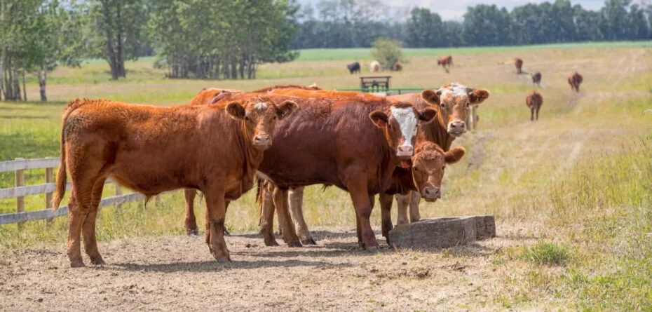 Aktualne ceny bydła wołowego 2025