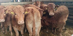 Co naprawdę dzieje się z cenami bydła w listopadzie 2025?