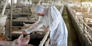 Kiedy możliwe jest zasiedlanie budynków po chorobie zwierząt?