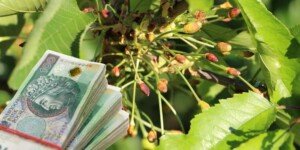 Dopłata dla sadowników po przymrozkach 2025. Dla nielicznych