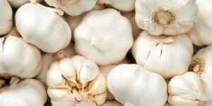 Czosnek z Egiptu zaleje rynek? Czy polscy producenci mają powody do obaw?