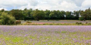 Mulczowanie międzyplonów po 15 listopada – co warto wiedzieć?