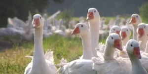 Polska gęsina 2025 — ceny, potencjał rynku, eksport