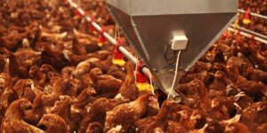 Rzekomy pomór drobiu 2025 uderza w fermy w dwóch województwach