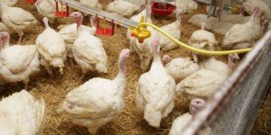 Ogniska ptasiej grypy 2025 – nowe przypadki w trzech regionach