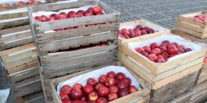 Hurtowa cena jabłek deserowych dziś (13.11.2025)