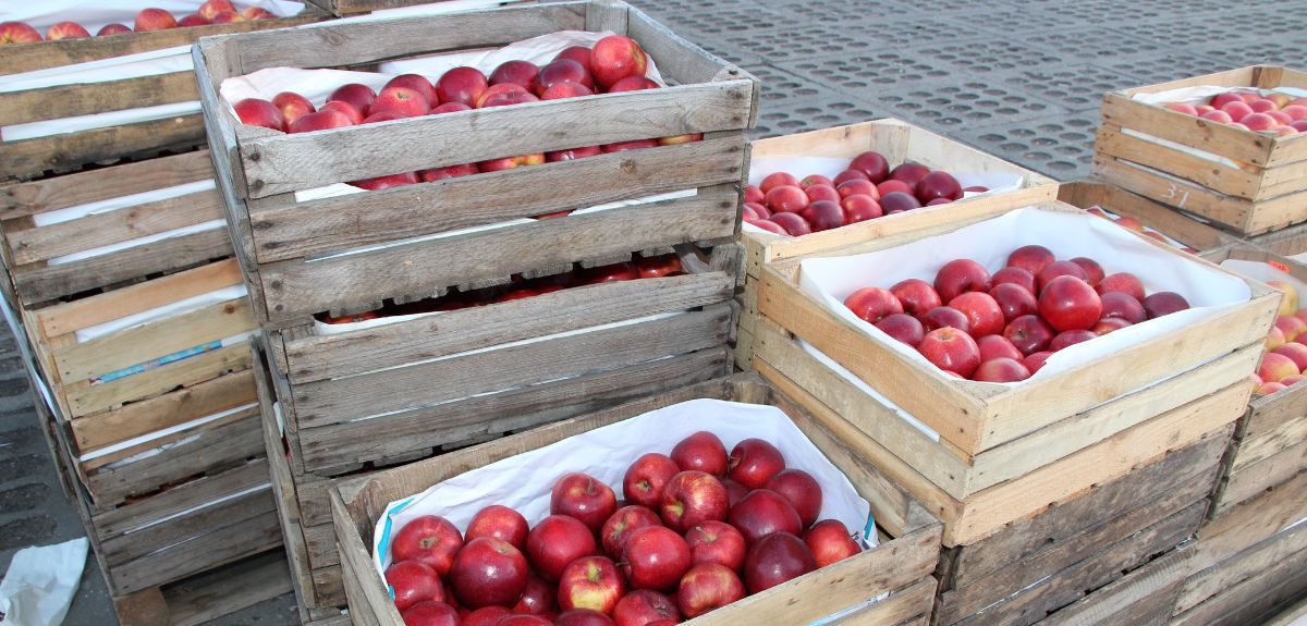 Hurtowa cena jabłek deserowych dziś (13.11.2025)