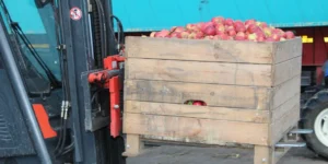 Po ile skup jabłek na przemysł (29.11.2025)? Najnowsze stawki i zapowiedzi