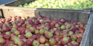 Stawki w skupach jabłek przemysłowych w górę!