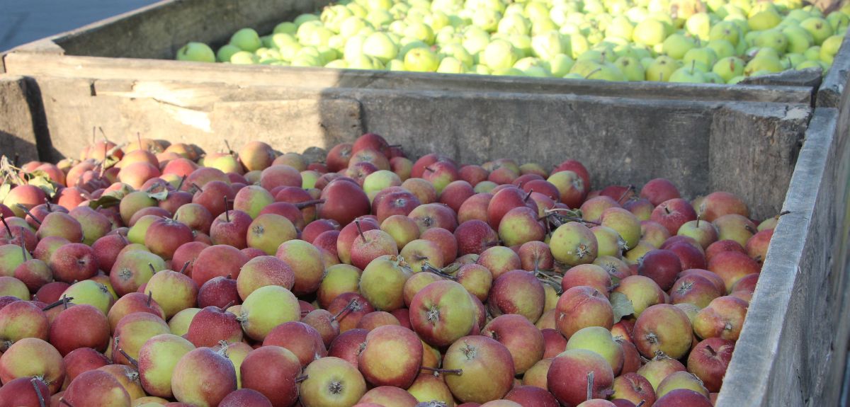 Stawki w skupach jabłek przemysłowych w górę!