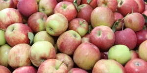 Popyt na polskie jabłka w tym roku jest wyjątkowo duży