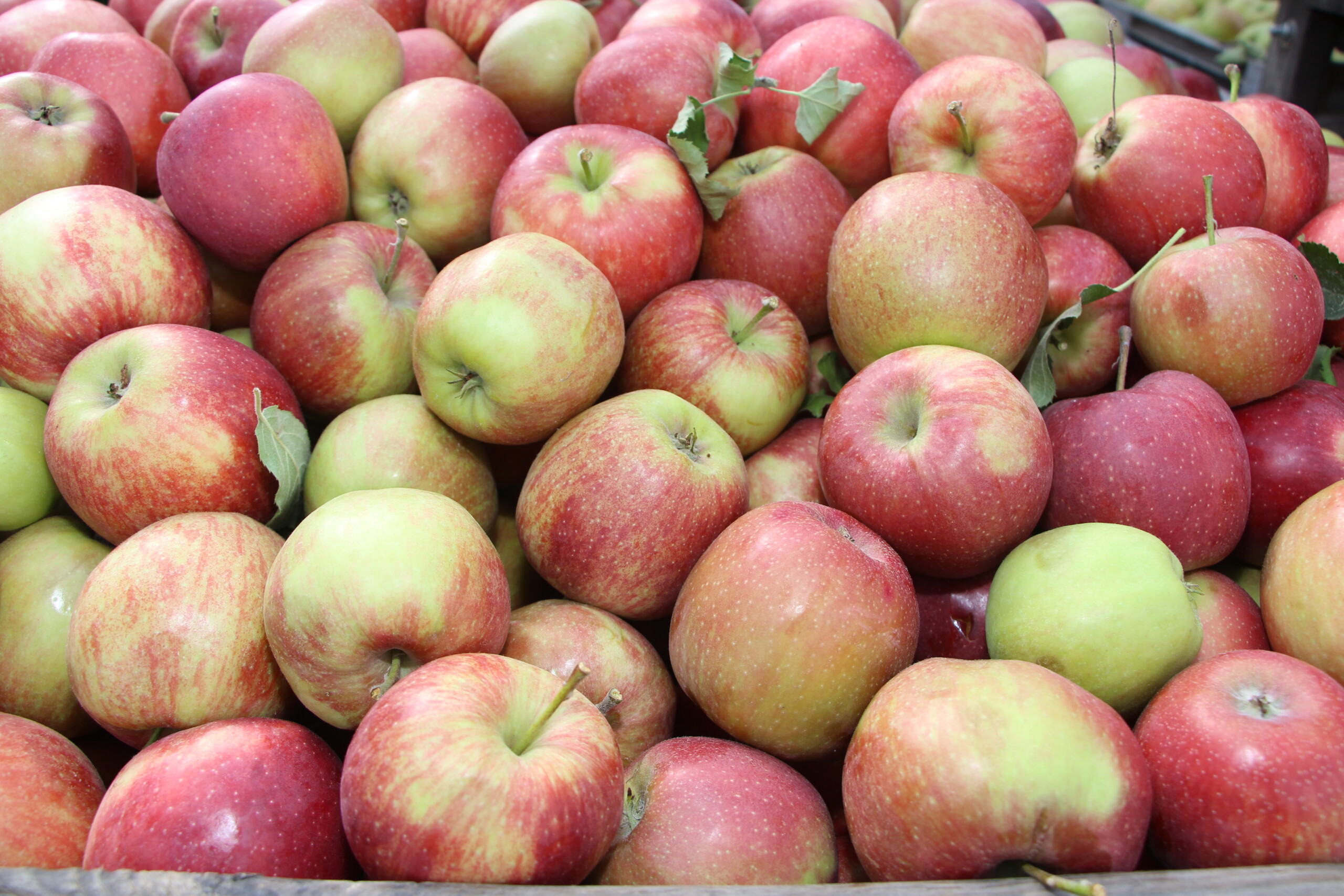 zdjęcia jabłek w punkcie skupu owoców przemysłowych, jabłka z tarcznikiem niszczycielem