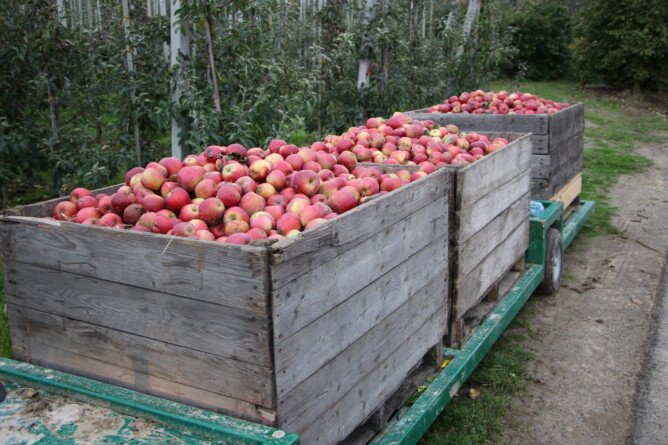 Popyt na polskie jabłka