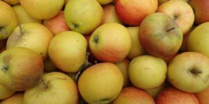 Koksa Pomarańczowa — wykwintne jabłko dla koneserów