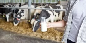 Ceny mleka spadły w październiku. Rolnicy: ,,Różnice między województwami są ogromne”