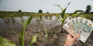 Pomoc klęskowa 2025 z ARiMR – kto może jeszcze skorzystać?
