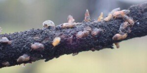 Ogromna populacja miodówki jesienią 2025. Co to oznacza dla sadowników w 2026?