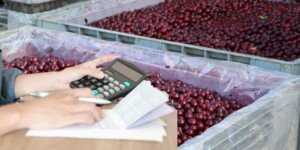 Nowy podatek cukrowy 2025 uderzy w sadowników