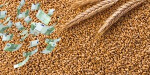 Ceny zbóż spadają po raporcie USDA – pszenica pod największą presją