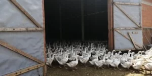 Nowe ognisko ptasiej grypy 2025. Rolnicy zaniepokojeni