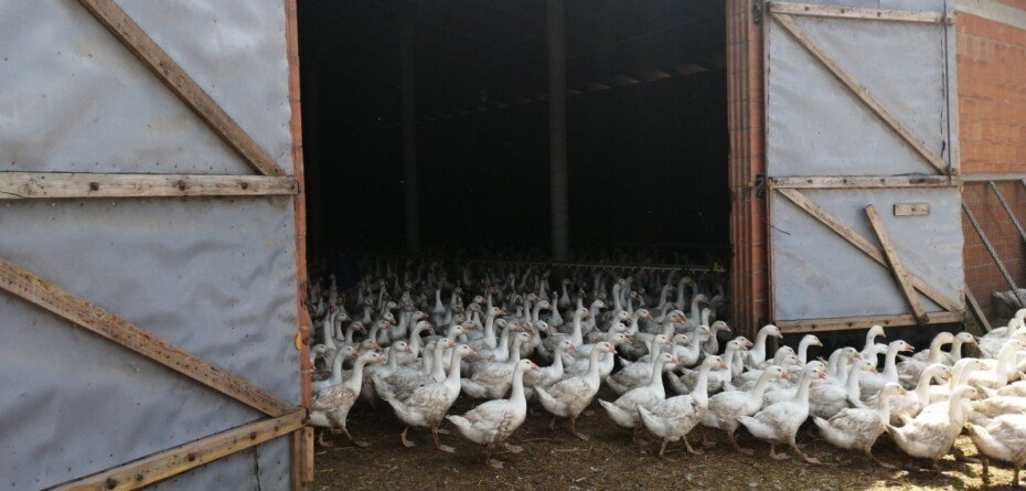 Nowe ognisko ptasiej grypy 2025. Rolnicy zaniepokojeni
