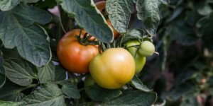 Nowa odmiana pomidorów o dużych kiściach