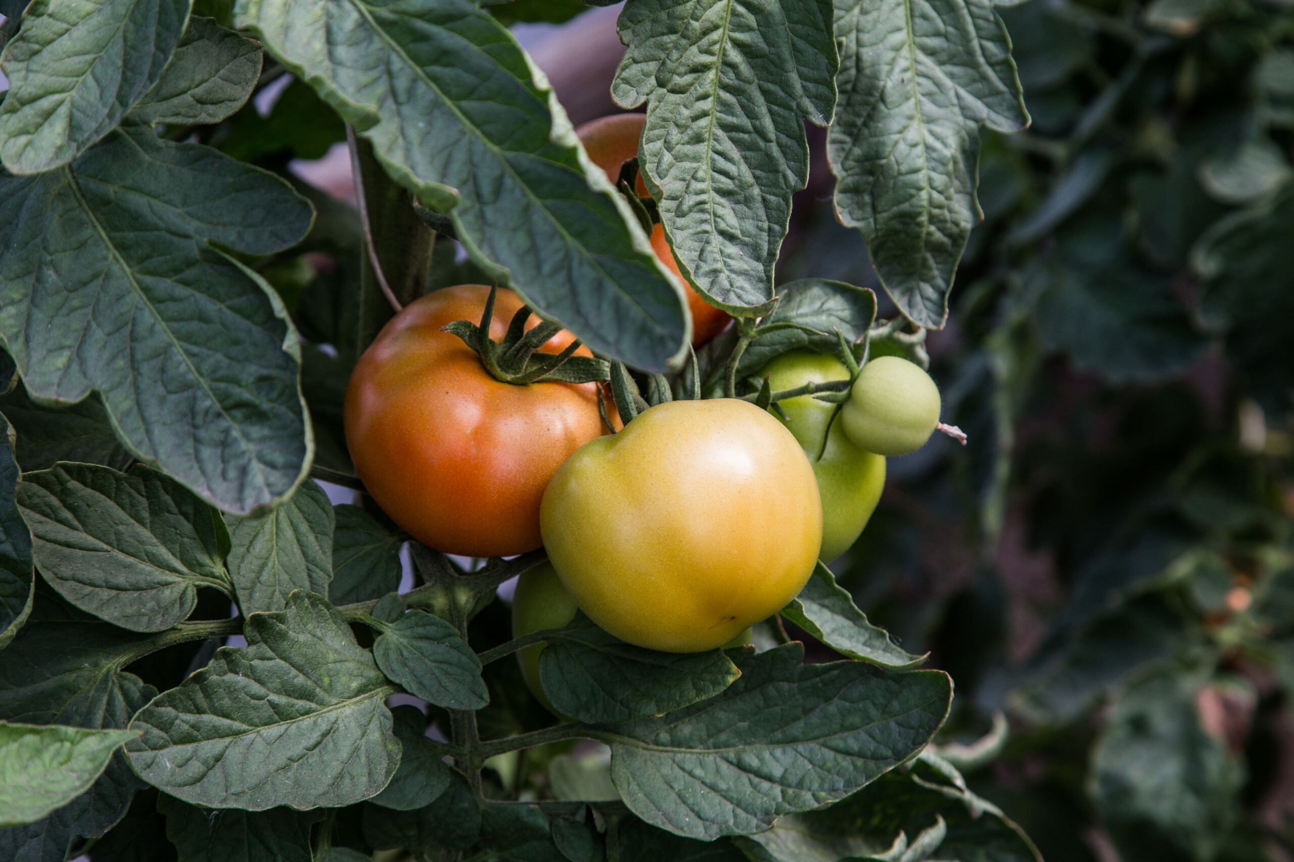 zbliżenie na pomidory na krzaku, pomidory