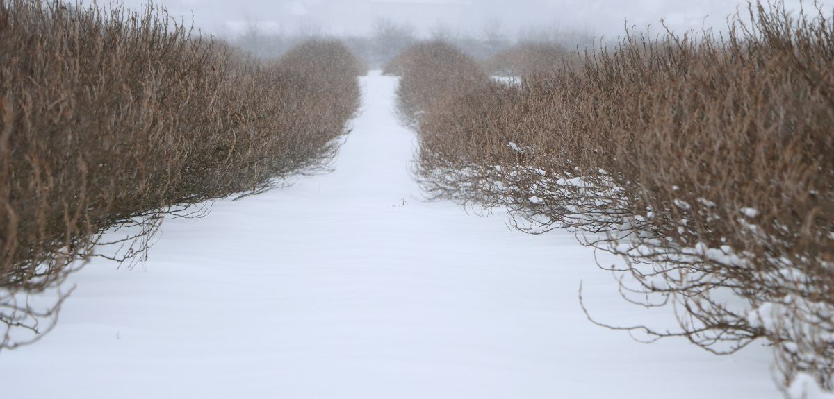 Pomoc dla sadowników 2025 — potrzebne są pilne zmiany