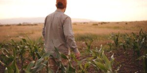 Nowa ustawa o dzierżawie rolniczej zagrożeniem dla dopłat?