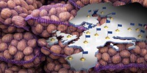 Europejski rynek ziemniaków — co się stanie z cenami w tym roku?