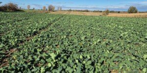 Zadbaj o swój spokój — ubezpiecz swoje uprawy!