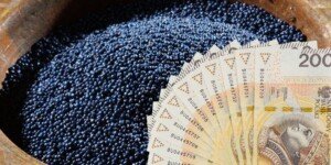 Notowania rzepaku — czy opłaca się sprzedawać teraz?