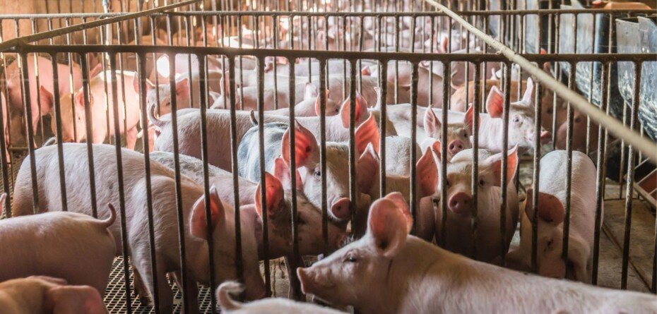 Ceny żywca wieprzowego 2025