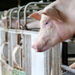 Ceny świń 2025 – czy wiosną nastąpi odbicie?