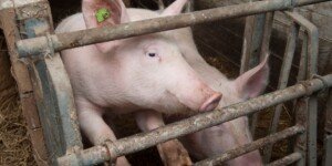 Ceny żywca wieprzowego 2025: rynek pękł szybciej, niż oczekiwano