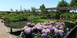 VAT od zakupu od rolnika ryczałtowego