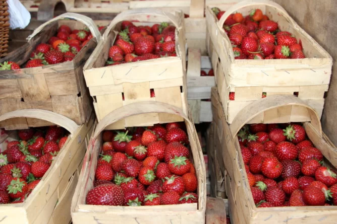 Sezon truskawkowy w Egipcie