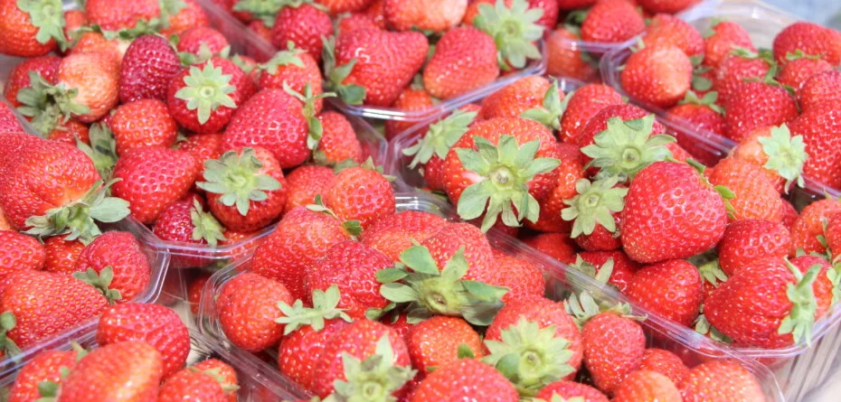 Sezon truskawkowy w Egipcie wystartował – ruszają też pierwsze wysyłki